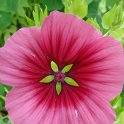 Malope trifida fleur (2)